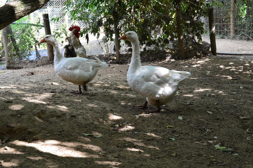 Agriturismo E Turre Serrastretta Экстерьер фото